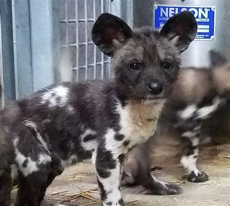 Endangered African Painted Dog Pups Born at Binder Park Zoo
