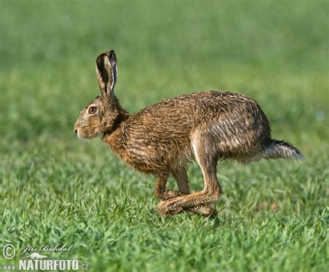 Zajec Zival に対する画像結果