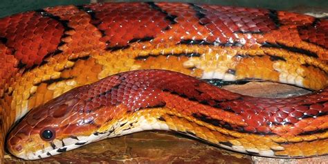 Image result for Corn Snake