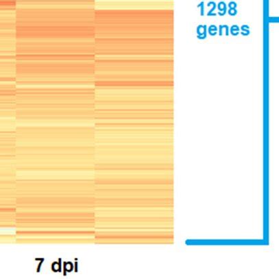 Afbeeldingsresultaten voor Phases of Gene Expression
