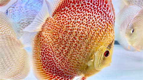 Afbeeldingsresultaten voor Eruption Discus