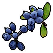 Image result for Best Genetics for Berries Rust