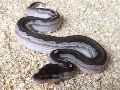 Image result for Calico Cinnamon Lesser Ball Python