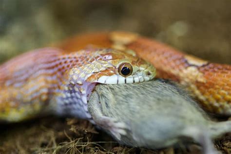 Image result for Ball Python vs Corn Snake