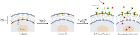 Image result for Annexin Assay