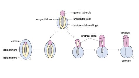 Genital Tubercle に対する画像結果