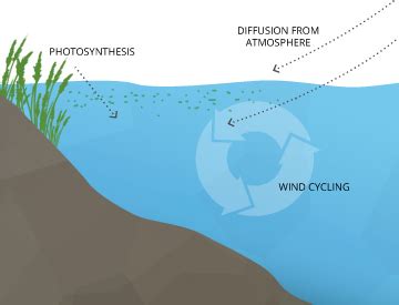 Examples of Dissolved Oxygen に対する画像結果