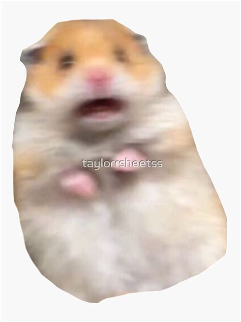 Image result for Frightened Hamster Meme