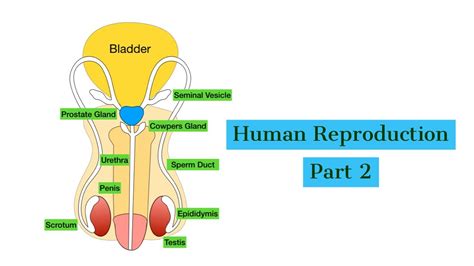 Reproductive System Biology-க்கான படிம முடிவு