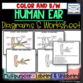 Ear Diagram for Grade 5 Project に対する画像結果