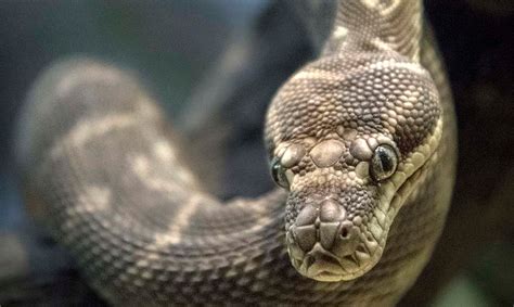 Image result for Python Scientific Name