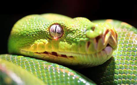 Image result for Green Tree Python Lifespan