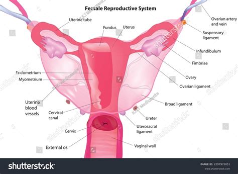Female Reproductive System Internal and External に対する画像結果
