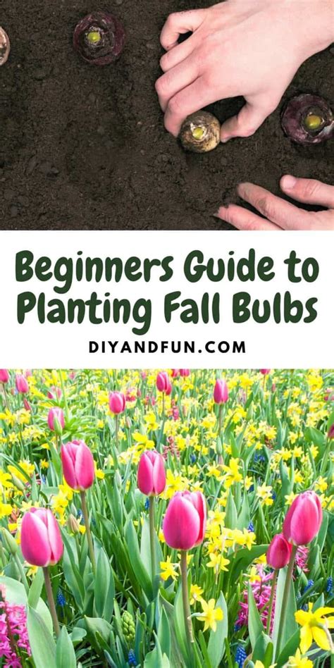 Image result for Bulb Planting Guide