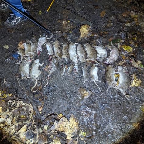 Image result for Rodenator