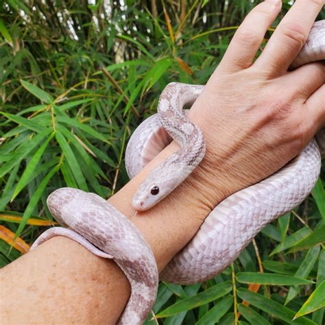 Image result for Lavender Corn Snake