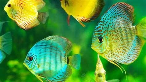Image result for Marking On a Discus Fish