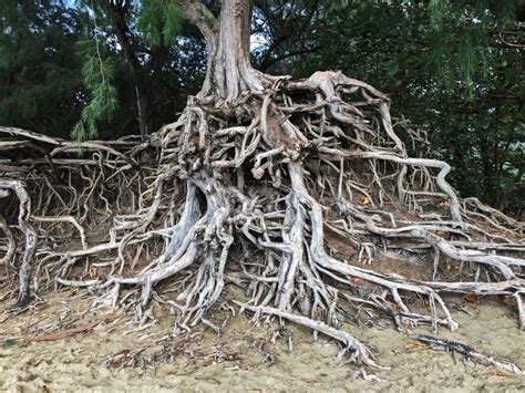 Afbeeldingsresultaten voor Plum Tree Root System