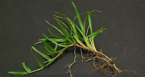 Grass Material 3DS Max に対する画像結果