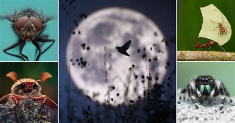 A Bug's Life LEGO に対する画像結果