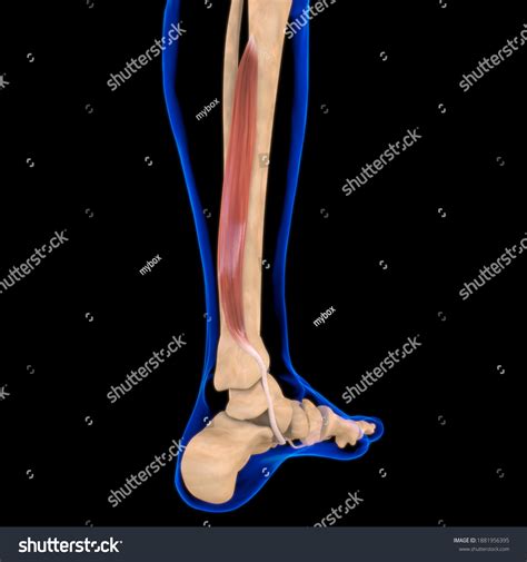 Image result for Soft Muscle Cells