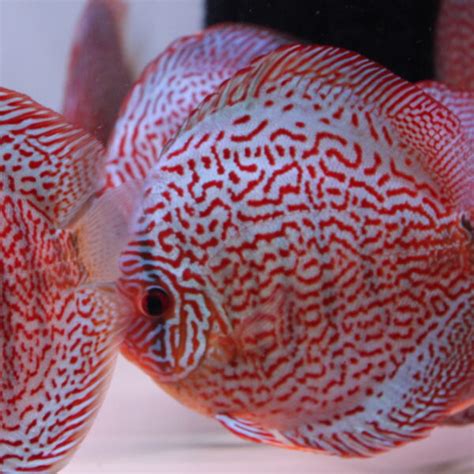 Image result for Discus Fish Store