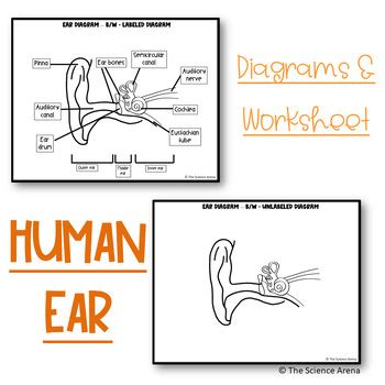 Ear Diagram for Grade 5 Project に対する画像結果