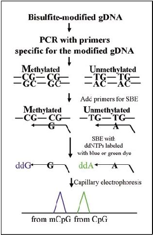 Toradh íomhá ar What Is Msbe