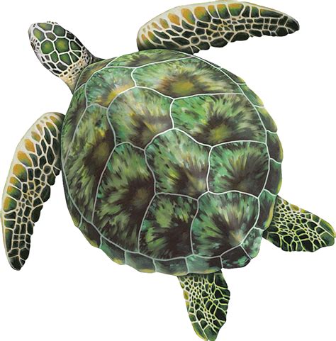 Turtle PNG に対する画像結果