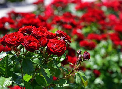 Image result for Rose Circle Border