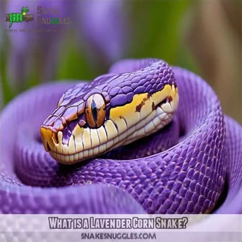Image result for Lavender Corn Snake