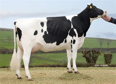 Afbeeldingsresultaten voor Roblox Red Gate