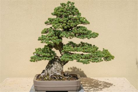 Toradh íomhá ar Most Expensive Bonsai Tree