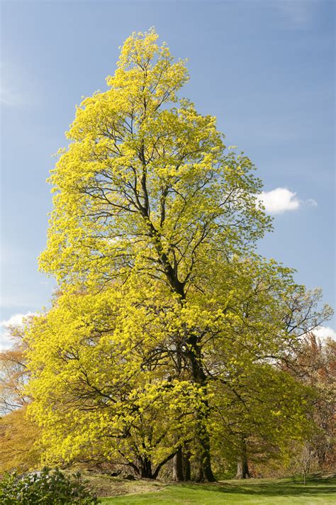Image result for Winter/Spring Trees