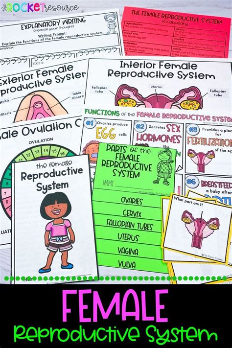 Image result for Female Reproductive System Free Science Lessons