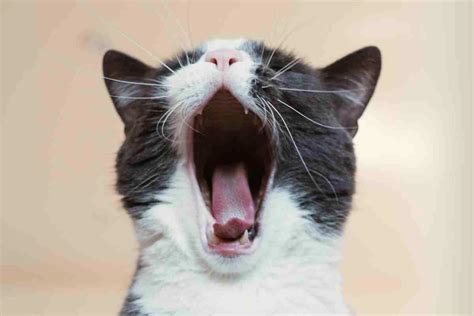 Feeling Tired Meme に対する画像結果