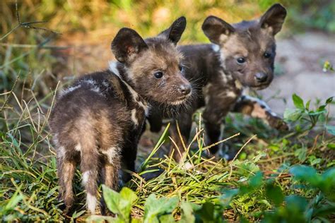 Rare African painted dog pups born at ZooTampa