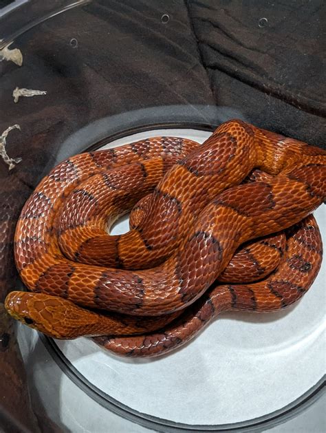 Image result for Okeetee Corn Snake