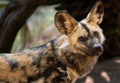 Image result for Painted Dogs