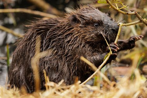 Image result for Nature Roblox GFX