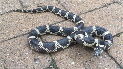 Image result for Eastern Kingsnake
