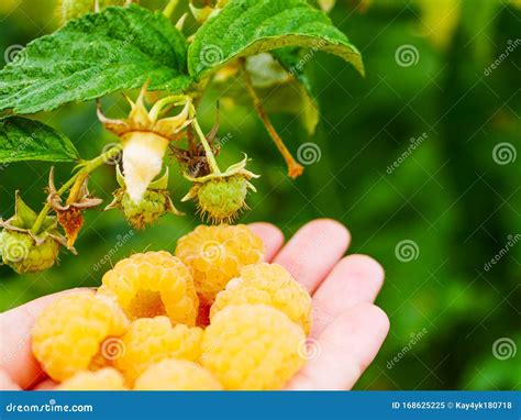 Image result for Gele Frambozen