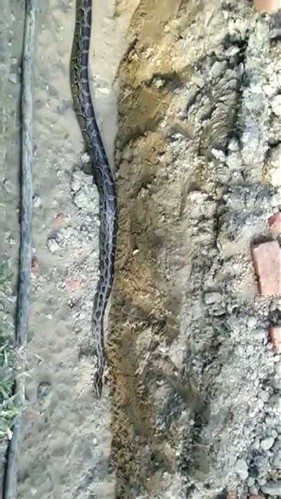Image result for Python Snake in Abbotabad