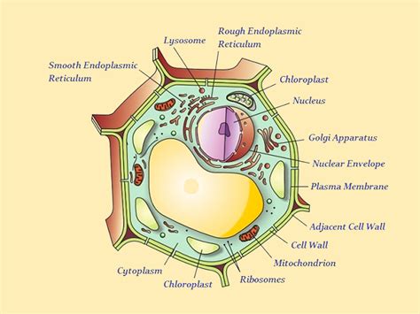 Toradh íomhá ar 9th Science Daigrams