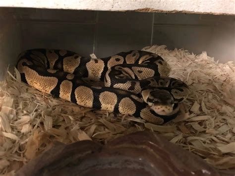 Afbeeldingsresultaten voor Ball Python Parts
