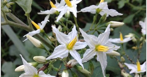 Image result for ImageJ Plot Profile Stack