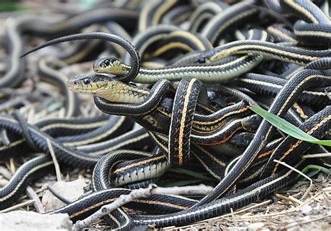 Image result for The Mating of Snakes