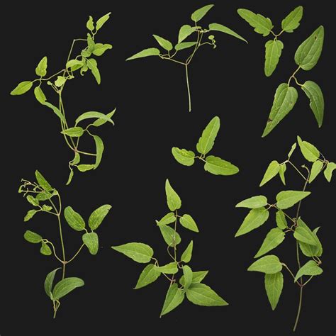 Quixel Logo に対する画像結果