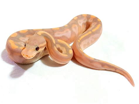 Image result for Calico Cinnamon Lesser Ball Python