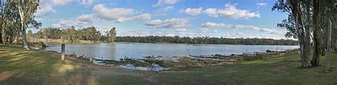Image result for Murray River Python